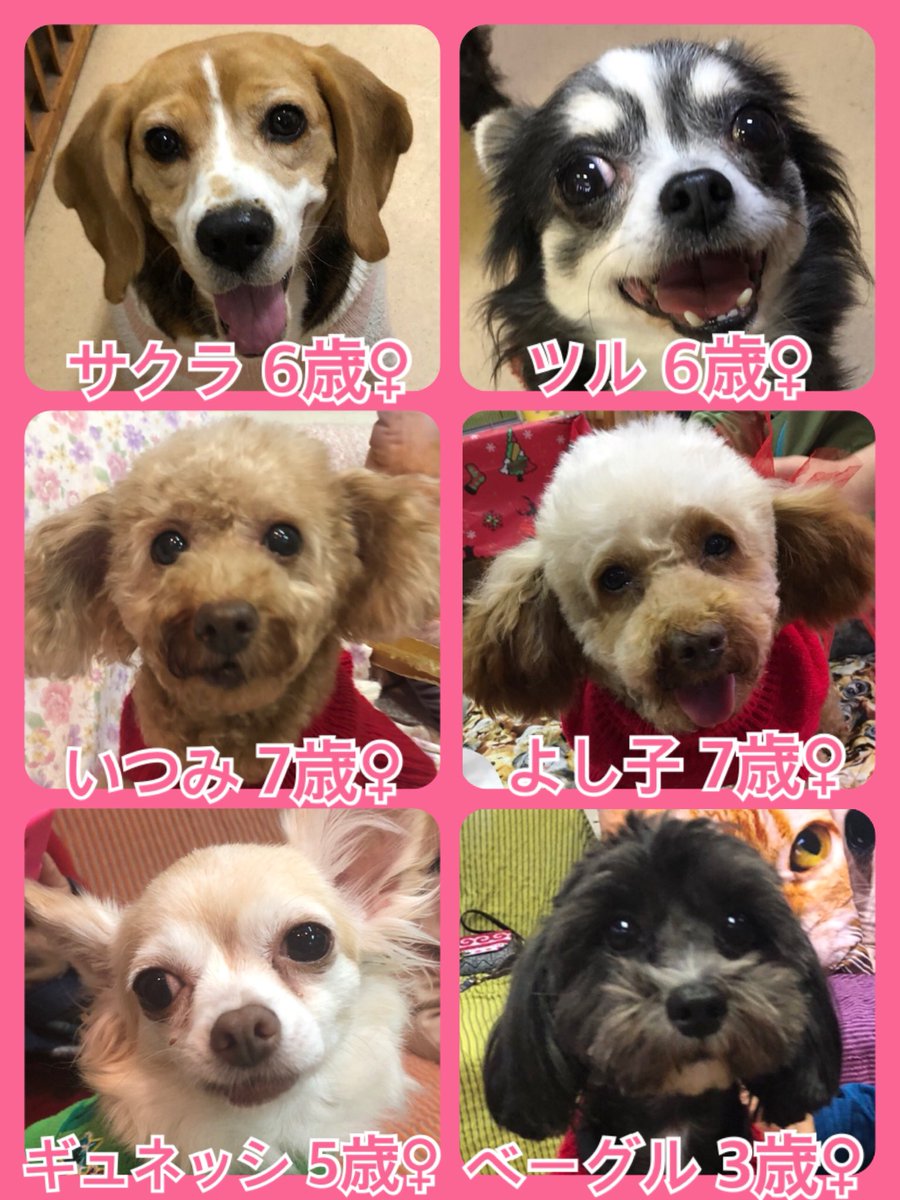 🐾今日の里親様募集中ワンコ🐶メンバーです🐾2019,12,20